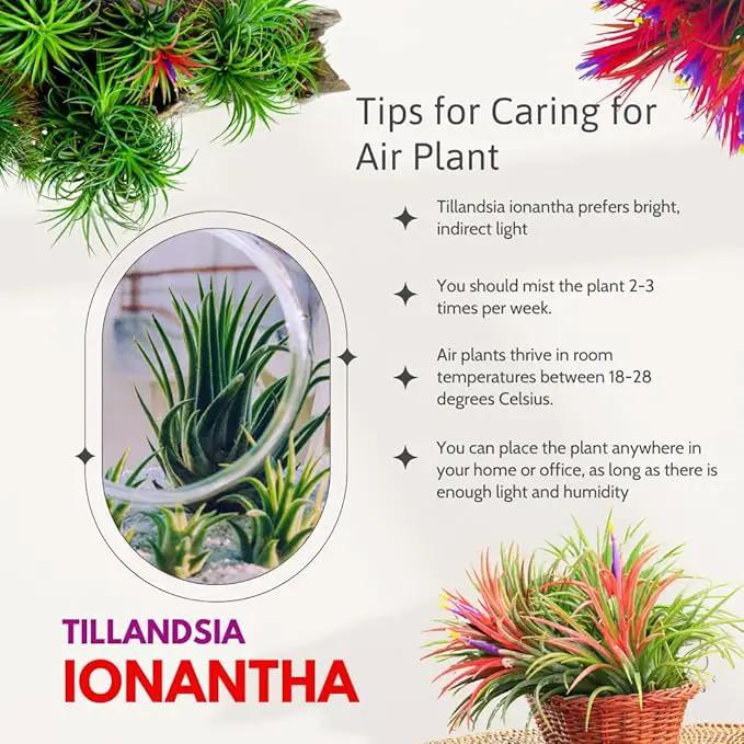 12 Air Plants, Tillandsia Air Plants Live Houseplants for Garden, Red Lonantha Tillandsia Plant by GreenHaven Gardens