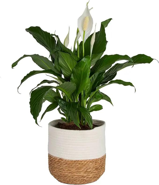 Costa Farms Peace Lily, Spathiphyllum Live Indoor Plant, 24-Inches Tall, in White Decor Planter by GreenHaven Gardens