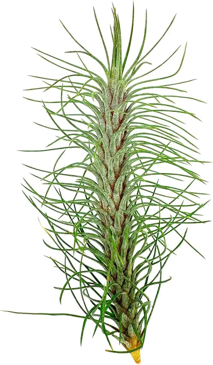 Air Plants - Colombian Tillandsia Funckiana, Large 5" - 2ct - Live Arrival Guaranteed - House Plants for Home Decor & Gift by GreenHaven Gardens
