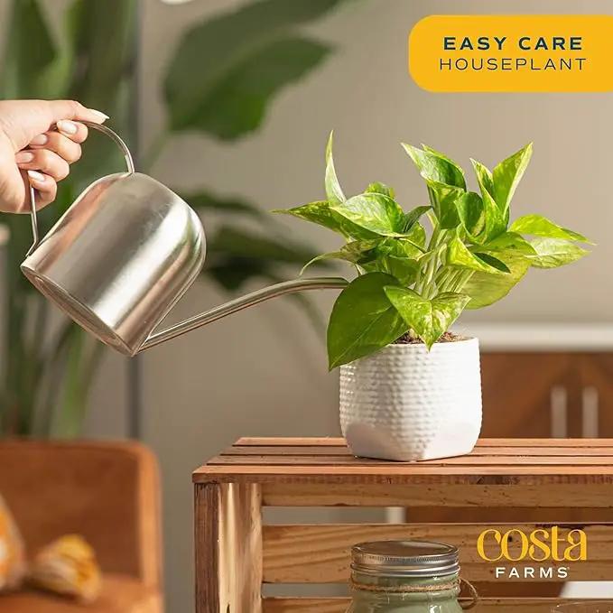 Costa Farms Golden Pothos Live Plant, Easy to Grow Vining Live Indoor Houseplant in Décor Planter, Real Housewarming Plant Gift, Home or Room Decor, 8-Inches Tall by GreenHaven Gardens