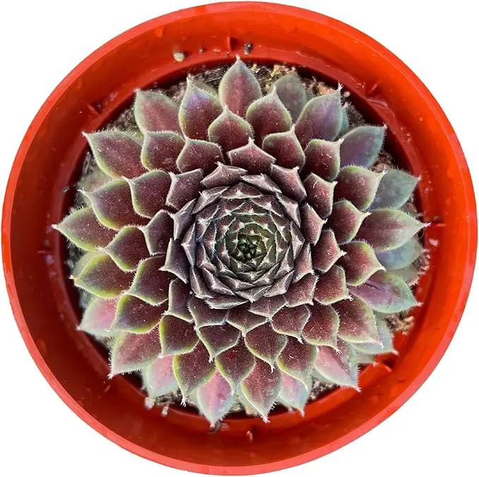 Live Succulents Sempervivum 'Stansfieldii' (4-inch), Succulent Plants Fully Rooted in Pots with Soil, Easy-Care House Plant for DIY, Home Office Decor, Wedding Party Favor by GreenHaven Gardens