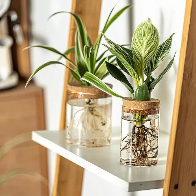 Glass Plant Propagation Stations for Plants – Set of 4(4 Large & 4 Small) Hydroponic Vases for Plant Cuttings,Flower Arrangements, Home & Office Decor–Desktop Vases for Living Room, Bedroom (8) by GreenHaven Gardens