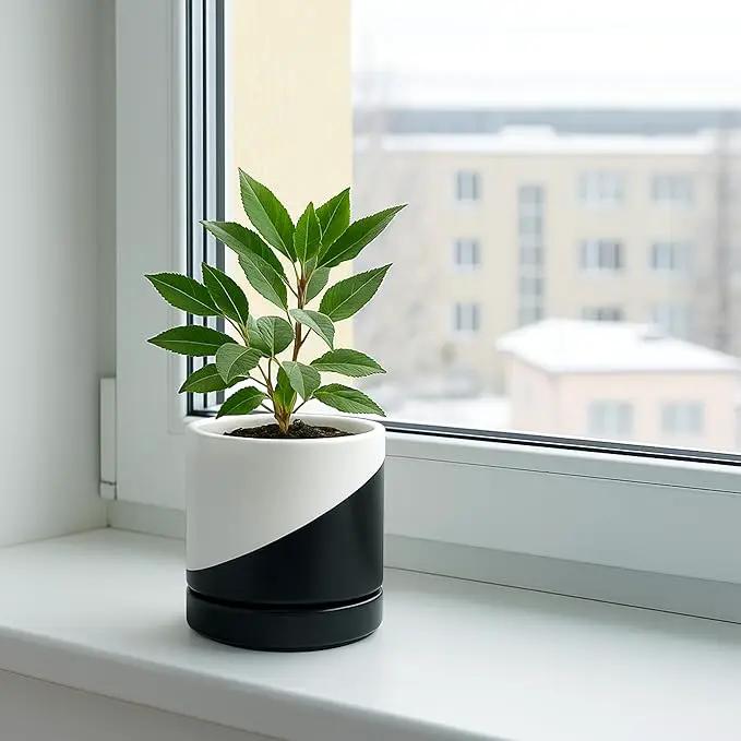 D'vine Dev 4.6 Inch Ceramic Planter Pot with Drainage Hole and Saucer, Indoor Cylinder Round Planter Pot, Oblique Monochrome Black and White, 94-O-B-K by GreenHaven Gardens