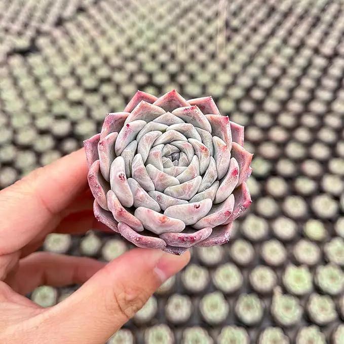 Live Succulent Echeveria 'White Bottle', Approx 2-inch Large, Potted Succulents, Fully Rooted, Easy Care House Plants by GreenHaven Gardens