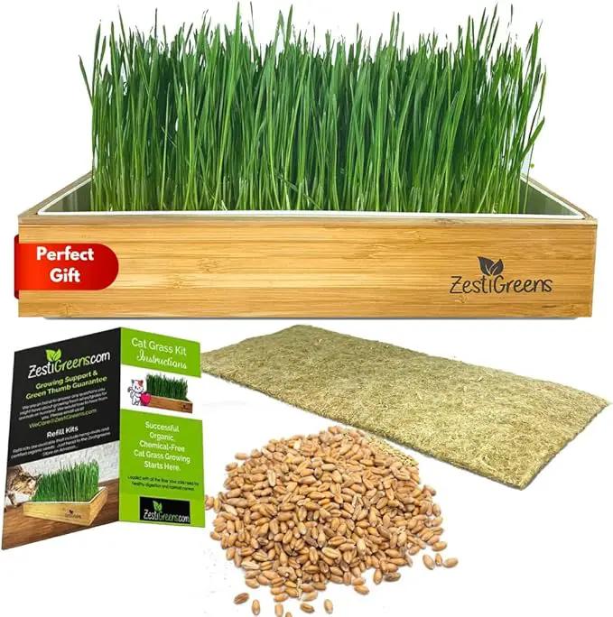 Self-Watering Cat Grass Kit. Hands Down The Easiest Way to Grow Cat Grass. Everything Included to Grow a Large Crop of Delicious Cat Grass. by GreenHaven Gardens