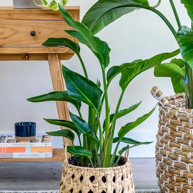Bird of Paradise - Orange - Strelitzia Reginae. (2 Orange BoP in Cup) by GreenHaven Gardens