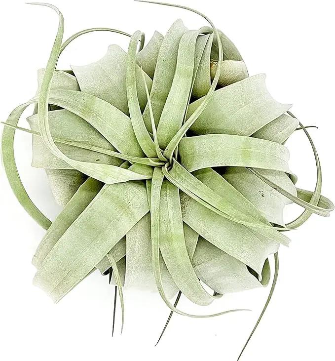 Air Plants - Tillandsia Xerographica, Large 5-7” - 10ct - Live Arrival Gauranteed - House Plants for Home Decor & Gift by GreenHaven Gardens