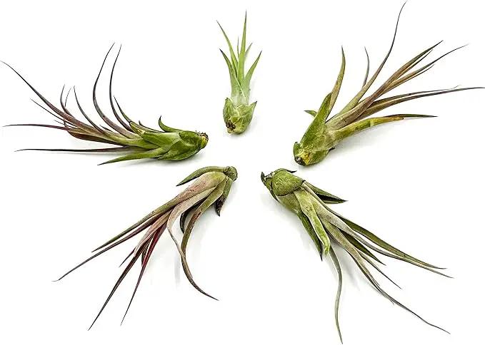 Live Air Plant – Tillandsia Capiput, Jumbo 6-9” - 5 ct - Live Arrival Guaranteed - House Plants for Home Decor & Gift by GreenHaven Gardens