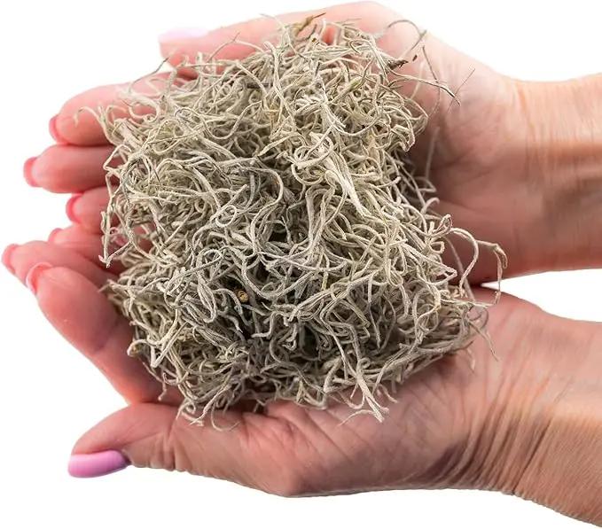 Premium Natural Spanish Moss | Natural Preserved - Great Ground Cover - Filler for Potted Plants - by GARDENERA - 1 Quart Bag by GreenHaven Gardens