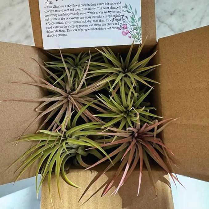 8 Air Plants, Tillandsia Air Plants Live Houseplants for Garden, Red Lonantha Tillandsia Plant, Air Plant by GreenHaven Gardens
