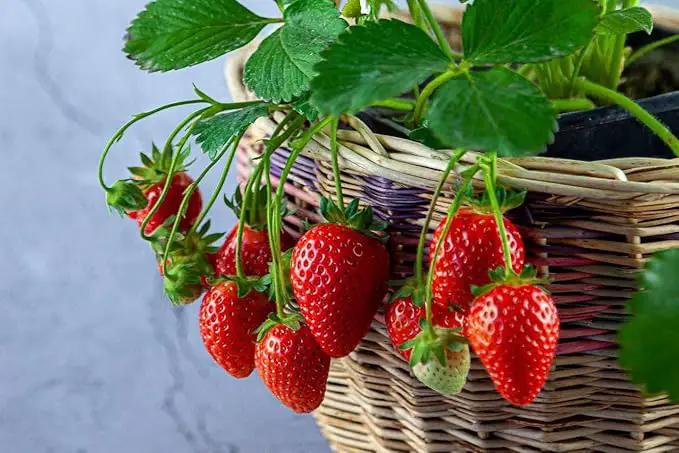 Strawberry Premium Potting Soil Mix - Ideal Blend for Growing Robust and Flavorful Strawberries - 5 Quart by GreenHaven Gardens
