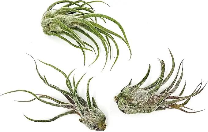 Air Plants - Tillandsia Pruinosa, Large 3-5" - 3ct - Live Arrival Guaranteed - House Plants for Home Decor & Gift by GreenHaven Gardens