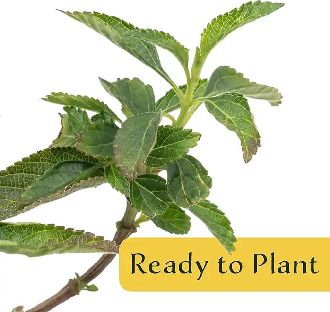 6 Dallas Red Lantana | Live Plants in 2.5-inch Nursery Cubes | Lantana Camara 'Dallas Red' Variety | Hardy Evergreen Perennial Shrub | Fiery Vibrant Blooms for Home & Garden by GreenHaven Gardens