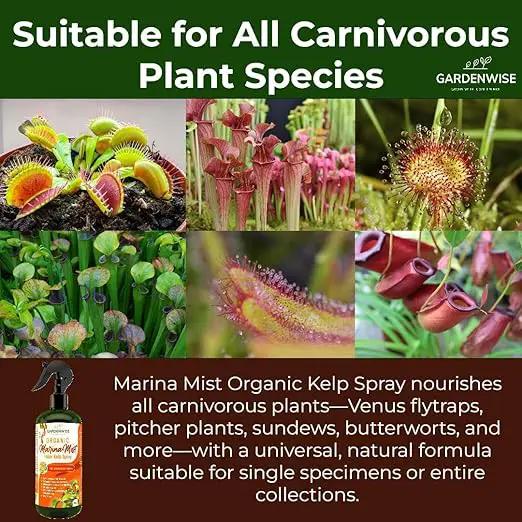 100% Organic Marina Mist Carnivorous Plant Food | Liquid Kelp Foliar Spray for Plants - Kelp Fertilizer for Venus Flytraps, Sundew, Butterworts, Pitcher Plants 16 Oz by GreenHaven Gardens