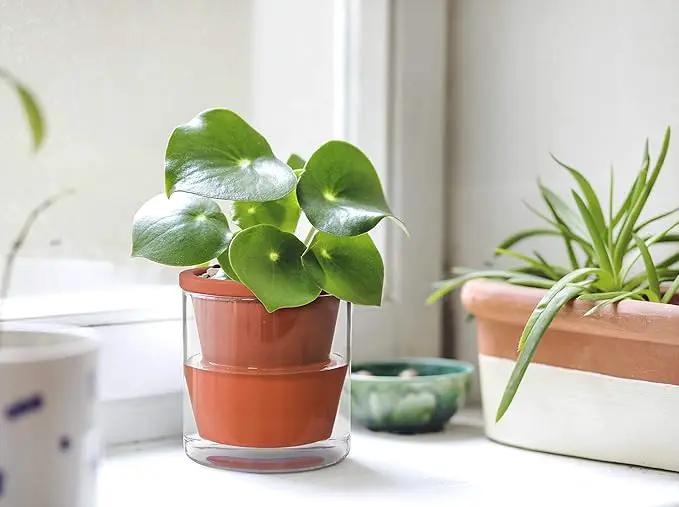 D'vine Dev 4 Inch Design Self Watering Pot for Indoor Plants, Terracotta Planter with Cylinder Glass Cup, Set of 1, 37-X-A-1 by GreenHaven Gardens
