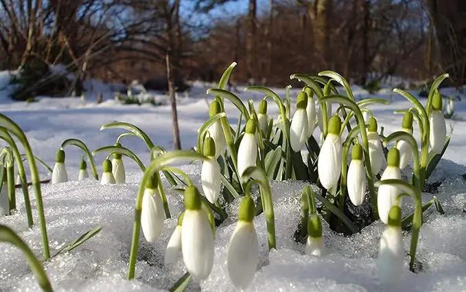 Snowdrops - Galanthus Nivalis - 15 Bulbs Per Pack by GreenHaven Gardens