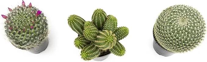 Altman Plants, Assorted Cactus Plants Live Plants (3PK), Cactus Plant Live Succulents Plants Live Cactus Decor, Indoor Plants Live House Plants in Cactus Soil, Live Cacti Plants Live Succulent Plants by GreenHaven Gardens