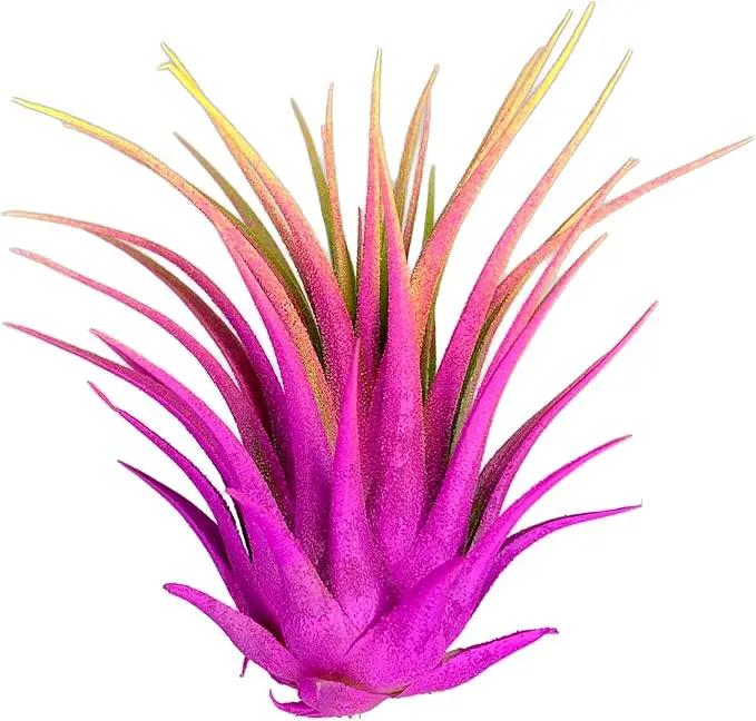 Ionantha Guatemala Tillandsia Air Plant, Guatemala Tillandsia Live Airplant, Healthy Arrival Guaranteed, Great Indoor Plant, Home Decor & Gift Rainbow #3 by GreenHaven Gardens