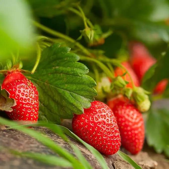Bonnie Plants Strawberry, Live Plant, 19.3 oz. (4-Pack) by GreenHaven Gardens