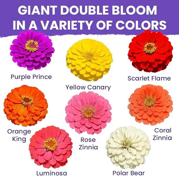 NatureZ Edge Zinnia Seeds for Planting Outdoors – California Giants Flower Seeds, Bulk Semillas de Flores para Sembrar, 1 Oz by GreenHaven Gardens