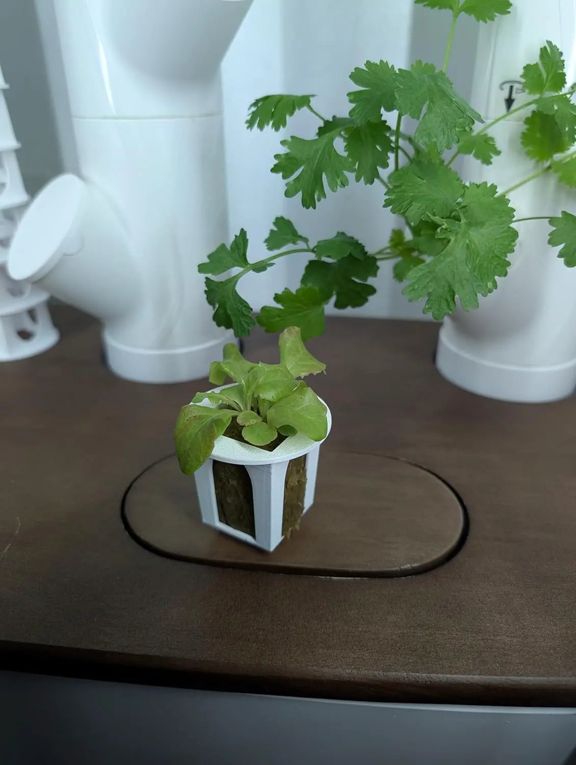 Grow Cubes for Hydroponic System/Compatible with Gardyn (10 Cubes+Rockwool) by GreenHaven Gardens