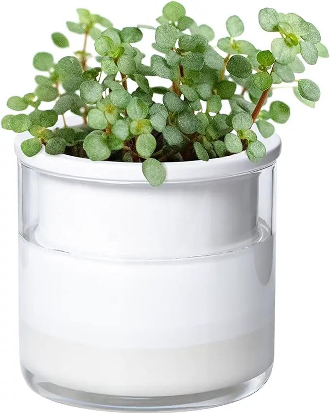 Phoenix Vine 4 Inch Self Watering Planter Pot, Design White Terracotta Pots for Plants, Indoor Cylinder Terra Cotta Pots with Glass Vase, Set of 1, 51-B-E-1 by GreenHaven Gardens