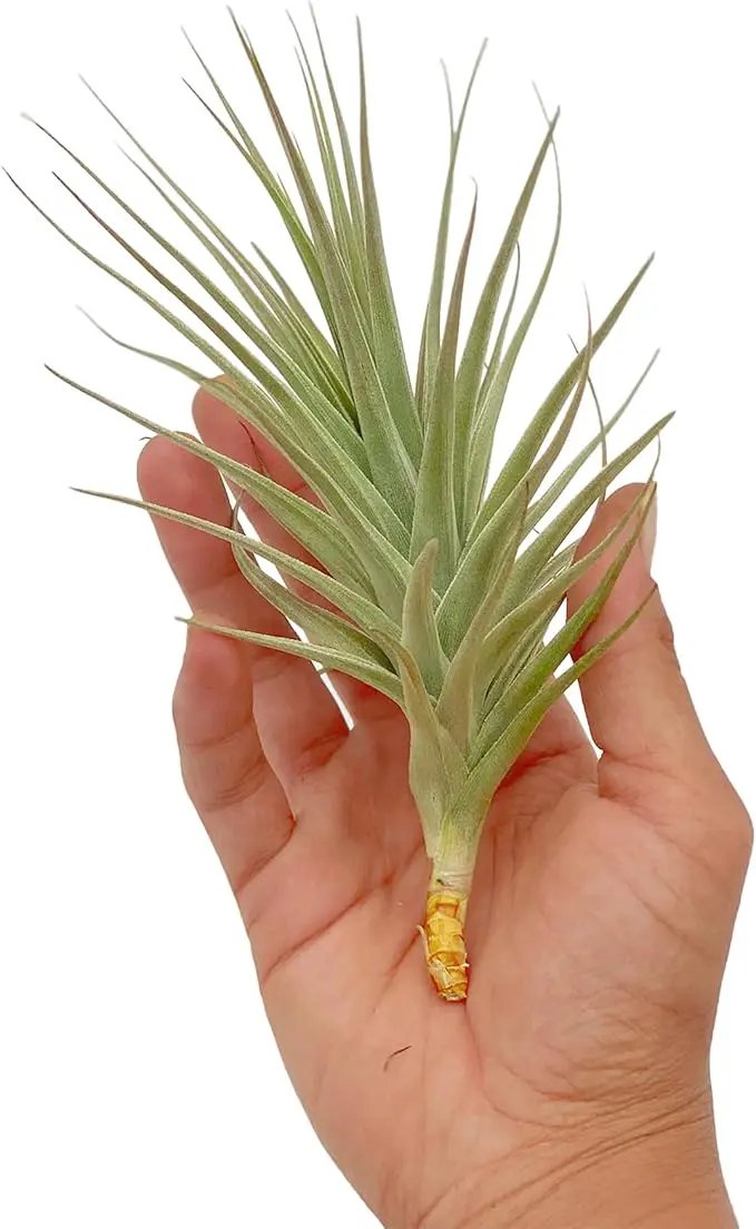 Air Plants - Flowering Tillandsia Lilla Lilac, Large 5" - 3ct - Live Arrival Guaranteed - House Plants for Home Decor & Gift by GreenHaven Gardens