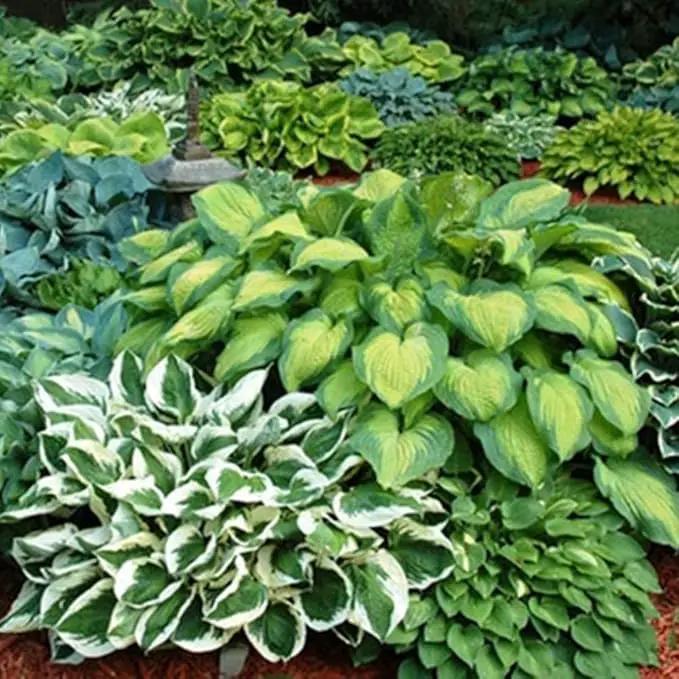 Ultimate Hosta Garden Collection 6-Pack of Bare Roots Hardy Mixed Heart-Shaped Hosta - Rich Green Foliage, Low Maintenance, Heart Shaped Leaves Great Perennials - 1000'S Sold by GreenHaven Gardens