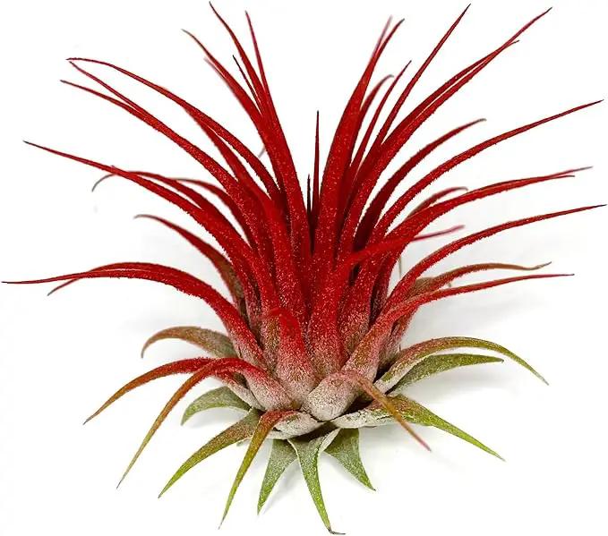 Ionantha Guatemala Tillandsia Air Plant, Guatemala Tillandsia Live Airplant, Healthy Arrival Guaranteed, Great Indoor Plant, Home Decor & Gift (Red) by GreenHaven Gardens