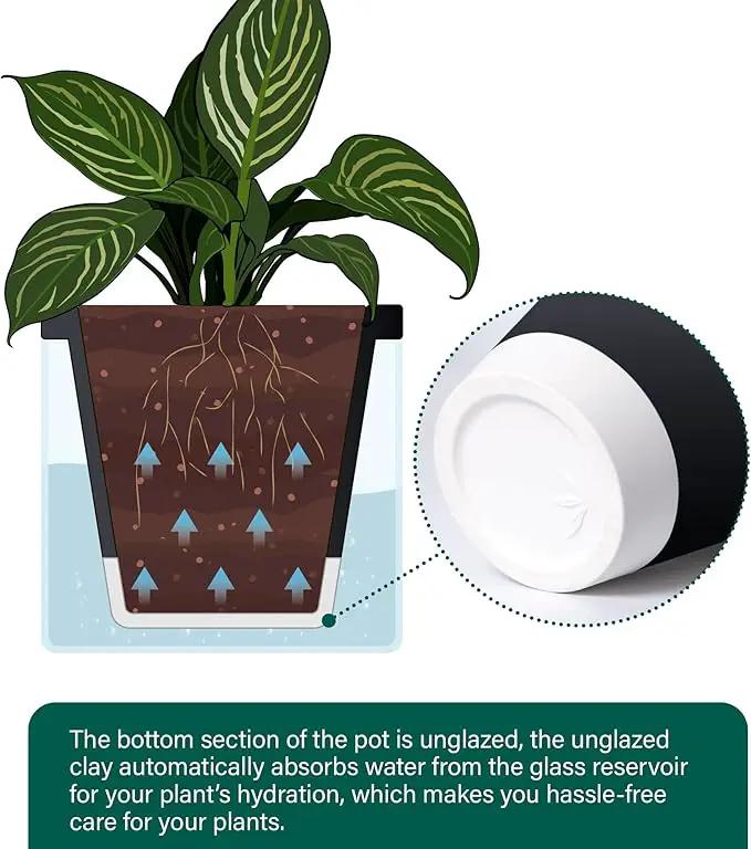 D'vine Dev 10 Inch Design Self Watering Planter for Indoor Plants, Black Terracotta Pot with Cylinder Glass Cup, 37-X-D-3 by GreenHaven Gardens