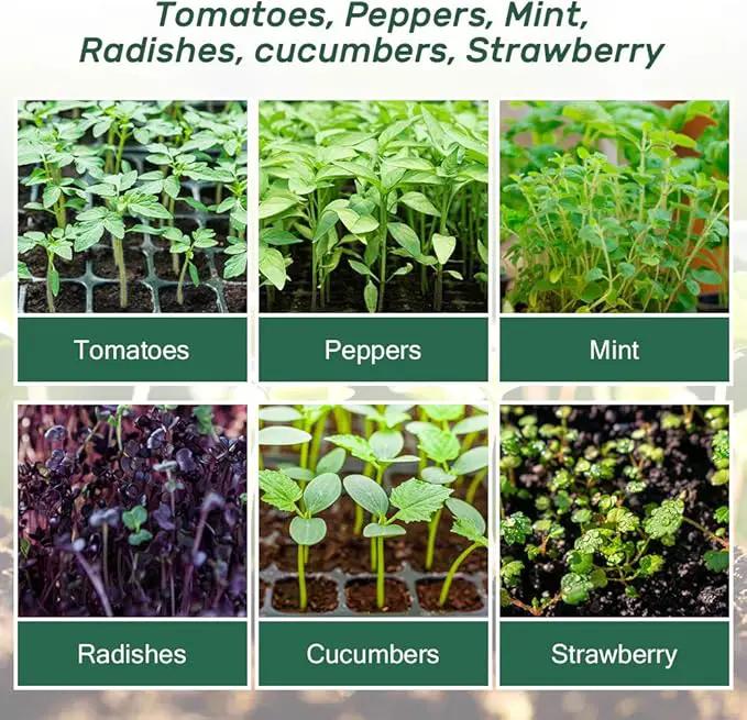 Bonviee 5-Pack Seed Starter Trays, Seed Starter Kit with Adjustable Humidity Dome and Base Indoor Greenhouse Mini Propagator for Seeds Growing Starting (12 Cells Per Tray, Green) by GreenHaven Gardens