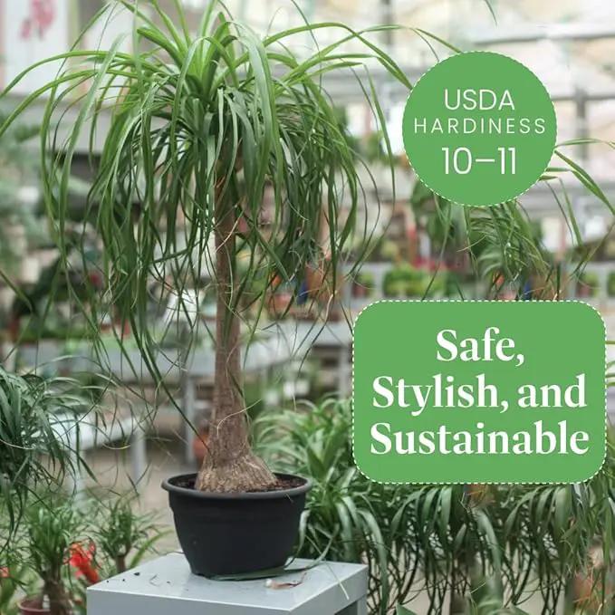 American Plant Exchange Ponytail Palm – 10-Inch Pot – Live Large Bonsai Plant, Pet Safe Indoor Tree, Easy Care Air Purifying Houseplant for Home, Office, or Gift Decor by GreenHaven Gardens