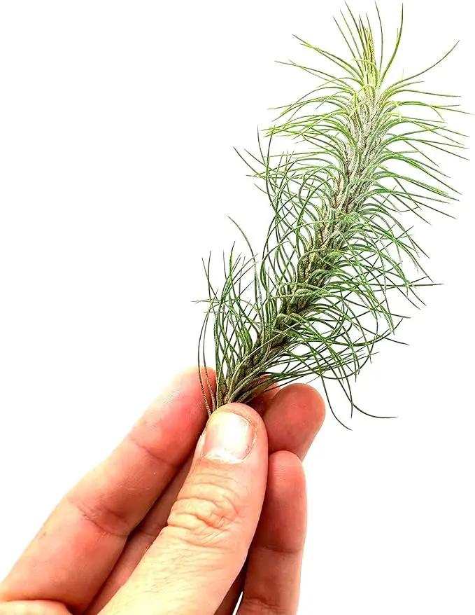 Air Plants - Colombian Tillandsia Funckiana, Large 5" - 5ct - Live Arrival Guaranteed - House Plants for Home Decor & Gift by GreenHaven Gardens
