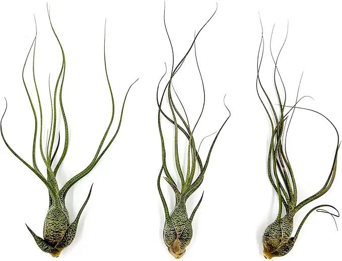 Live Air Plants - Tillandsia Butzii, Jumbo 7-9" - 3ct - Live Arrival Guaranteed - House Plants for Home Decor & Gift by GreenHaven Gardens
