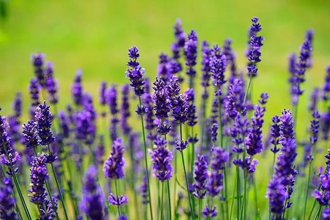 25 Flower Seed Packets Including 10+ Varieties - May Include: Forget Me Nots, Pinks, Marigolds, Zinnia, Wildflower, Poppy, Snapdragon and More - Made in The USA by GreenHaven Gardens
