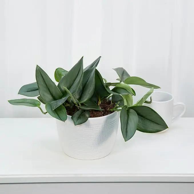 Scindapsus Sterling Potting Mix - Promote Strong Roots and Captivating Foliage with Our Premium Blend - 4 Quart by GreenHaven Gardens