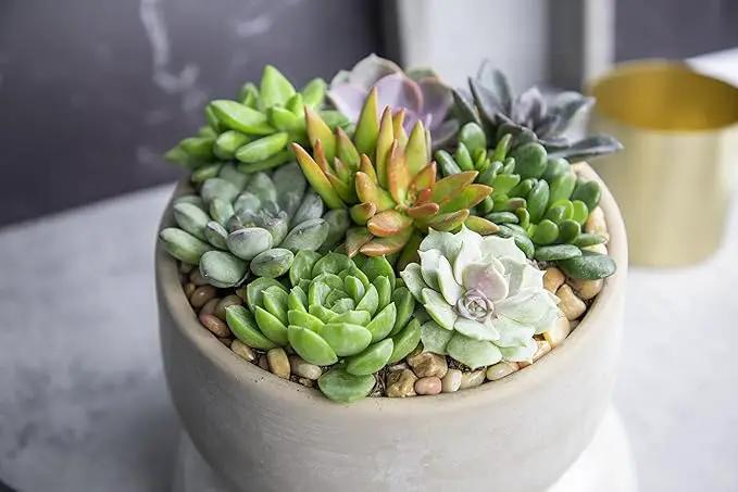 Succulents Plants Live (20PK) Potted Succulent Plants Live House Plants, Cactus Plants Live Plants Indoor Plants Live Houseplants, Indoor Plant Succulents Live Plant House Plant by Plants for Pets by GreenHaven Gardens