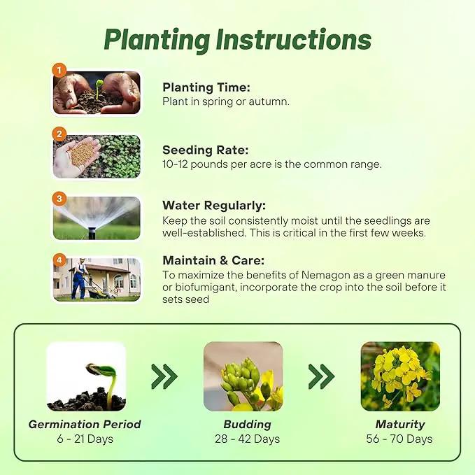 Outsidepride White Mustard Seeds for Planting - 10 lb Annual Cover Crop Seeds w/Deep Root System, High Protein Forage, Ideal for Soil Fertility, Crop Rotations, & Livestock Nutrition by GreenHaven Gardens