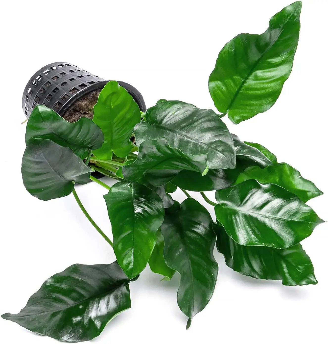 Anubias Live Aquarium Plants - Potted Freshwater Plant for Fish Tanks, Terrariums - Beginner Friendly Low Light (Nana, Mother Plant) by GreenHaven Gardens