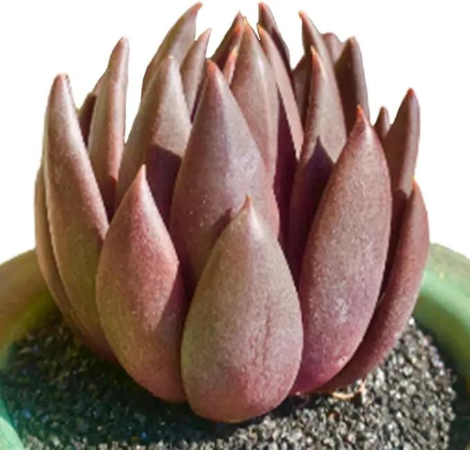 FWPP Live Succulents Plants Echeveria Affinis 2 inches,Rare Black Succulents Bare Root Without Pot Soil, Live Plants Indoor Office Decoration Wedding and Gift by GreenHaven Gardens