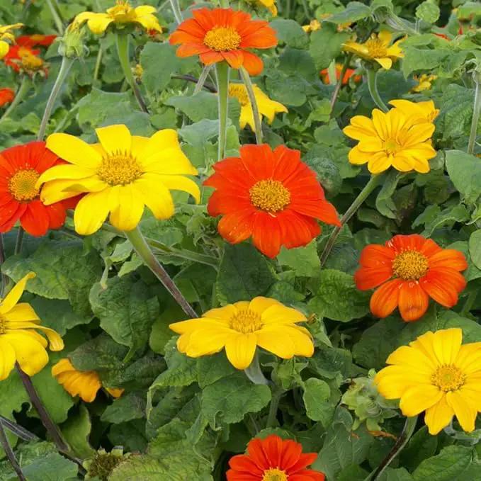 Outsidepride Mexican Sunflower Seeds Mix - 500 Pcs Annual, Easy-to-Grow, Mixed Tithonia Speciosa Flower Seeds w/Drought-Tolerant Blooms for Pollinator Gardens & Vibrant Summer Landscaping by GreenHaven Gardens
