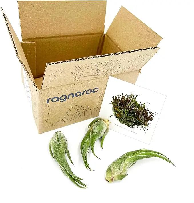 Air Plants - Tillandsia Seleriana, Large 4-6" - 3ct - Live Arrival Guaranteed - House Plants for Home Decor & Gift by GreenHaven Gardens
