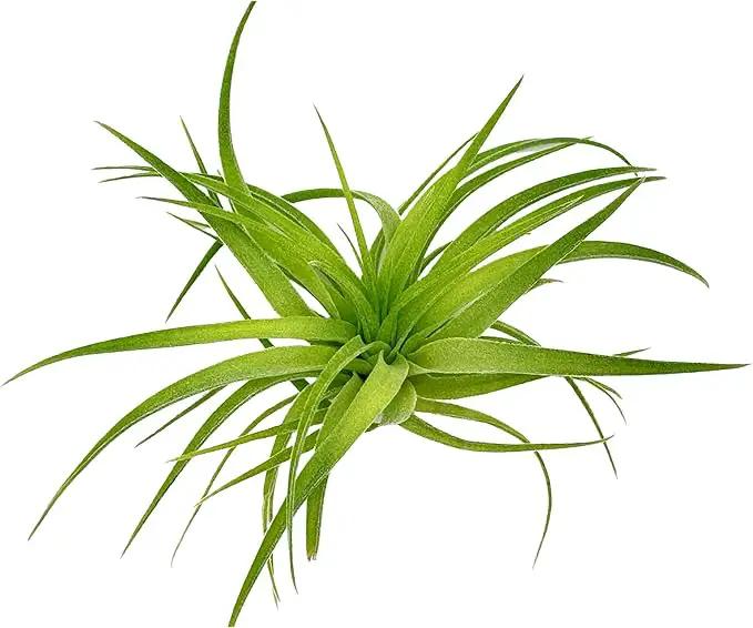 Live Air Plants - Tillandsia Geminiflora 1-3" - 5ct – ragnaroc Live Indoor Plant - Live Arrival Guaranteed - House Plants for Home Decor & Gift by GreenHaven Gardens