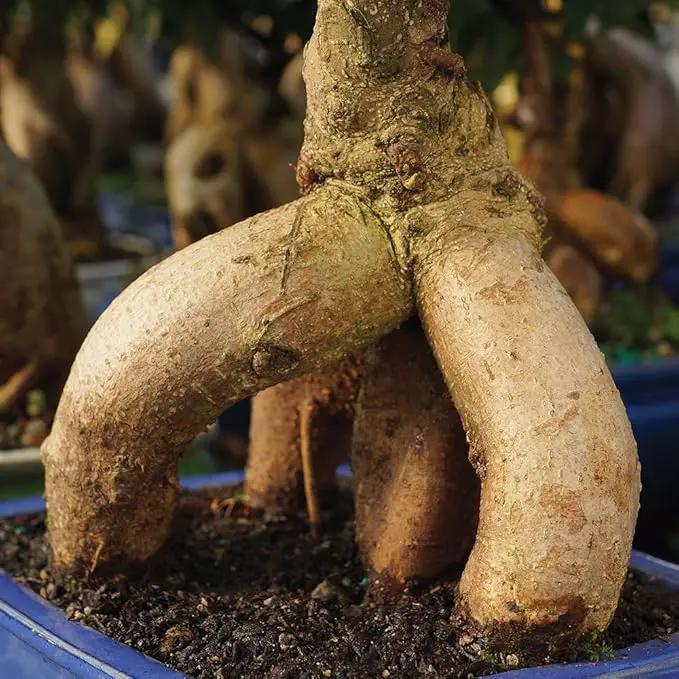 Brussel's Bonsai Live Ginseng Grafted Ficus Bonsai Tree Kit - Small Indoor Bonsai Ficus Tree - Bonsai Kit with Ceramic Bonsai Pot and Bonsai Soil by GreenHaven Gardens
