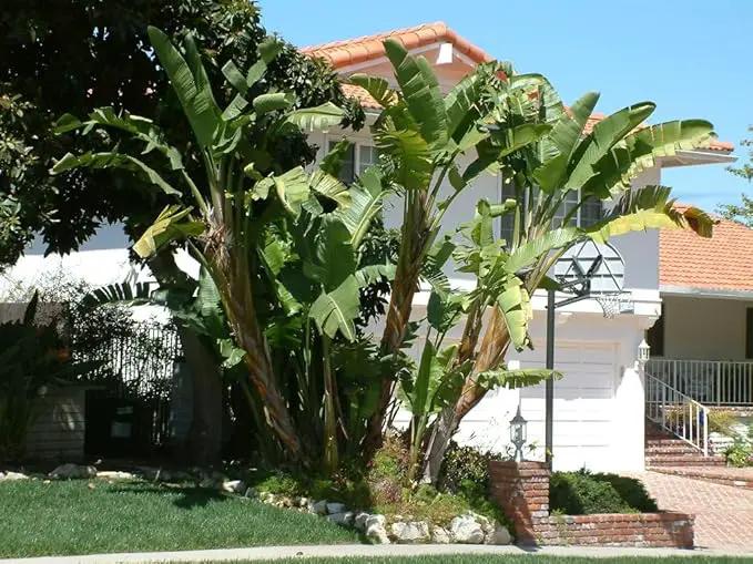 Bird of Paradise - White - Strelitzia Nicholai. (4 White BoP in Cup) by GreenHaven Gardens