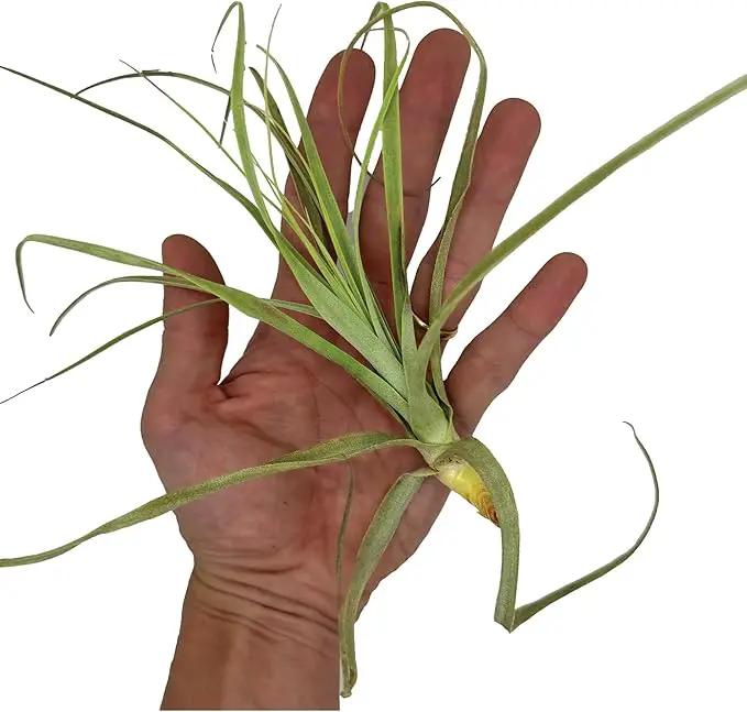 Air Plants - Tillandsia Straminea Jumbo 6-9" - 3ct - Live Arrival Guaranteed - House Plants for Home Decor & Gift by GreenHaven Gardens