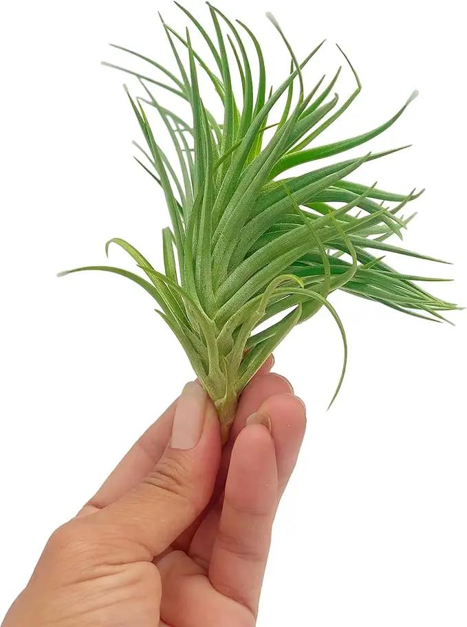 Air Plants - Flowering Tillandsia Pink Paske Large 5" - 1ct - Live Arrival Guaranteed - House Plants for Home Decor & Gift by GreenHaven Gardens