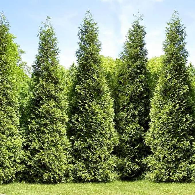 Brighter Blooms - Junior Giant Thuja Tree, 2-3 ft. - No Shipping to AZ by GreenHaven Gardens