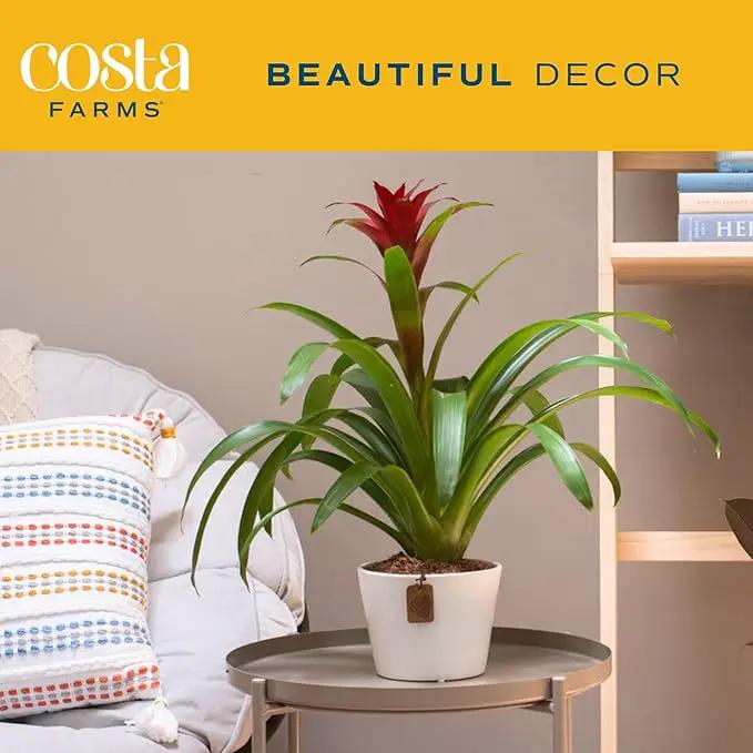 Costa Farms Bromeliad, Flowering Live Indoor Plant in Modern Flower Pot, Houseplant with Flowers in Potting Soil, Grower's Choice, New House Gift, Home or Room Decor, 20-Inches Tall by GreenHaven Gardens