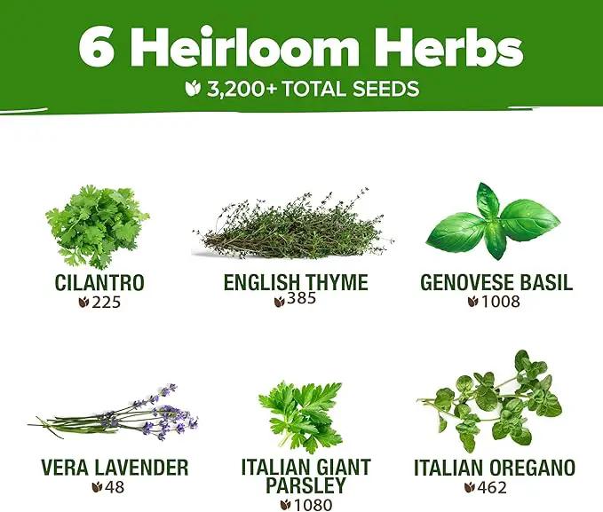 HOME GROWN 6 Herb Seeds for Planting 3,200+ Non-GMO Heirloom Seeds | Extra Large Variety Pack Herb Kit – Indoor Outdoor & Hydroponic | Culinary Seed Set | Grow Your Own Herbs | Gift for Beginners by GreenHaven Gardens
